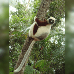 Sifaka image