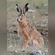 European Hare Reviews | RateItAll