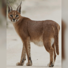 Caracal image