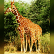 Reticulated Giraffe Reviews | RateItAll