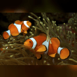 Clownfish Reviews | RateItAll