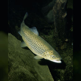 Trout image