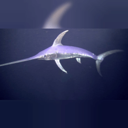 Swordfish image