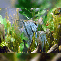 Angelfish image