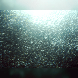 Sardine image