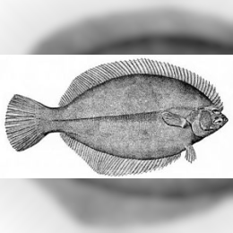 Flounder image