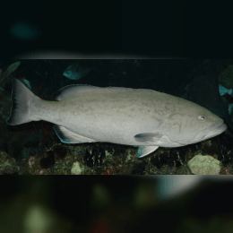 Grouper image