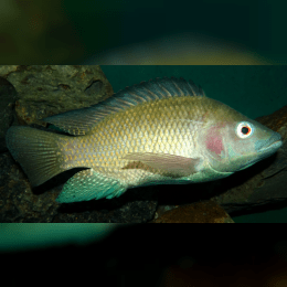 Tilapia image