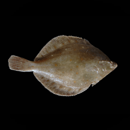 Plaice image