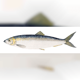 Herring image