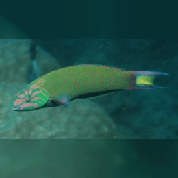 Wrasse image