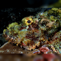 Scorpionfish image