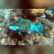 Parrotfish Reviews | RateItAll