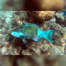 Parrotfish image