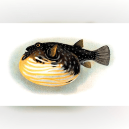 Pufferfish image