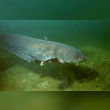 Wels Catfish Reviews | RateItAll