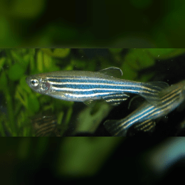 Zebrafish image