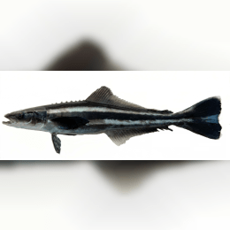 Cobia image