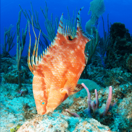 Hogfish image