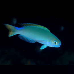 Tilefish image