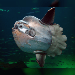 Mola Mola image