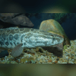 Snakehead Reviews | RateItAll