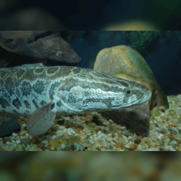 Snakehead image