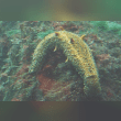Warty Sea Cucumber Reviews | RateItAll