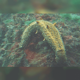Warty Sea Cucumber image