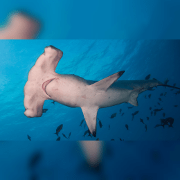 Hammerhead Shark image