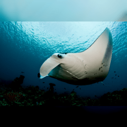 Manta Ray image