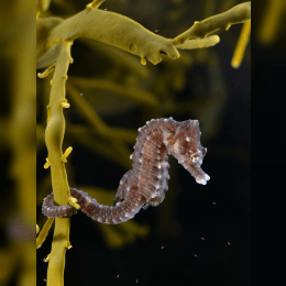 Seahorse image