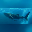 Whale Shark Reviews | RateItAll