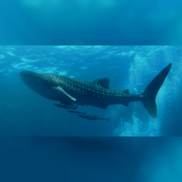 Whale Shark image