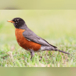 American Robin Reviews | RateItAll