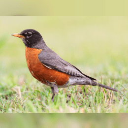 American Robin image