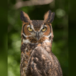 Great Horned Owl Reviews | RateItAll