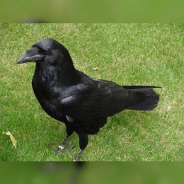 Common Raven image