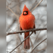 Northern Cardinal Reviews | RateItAll