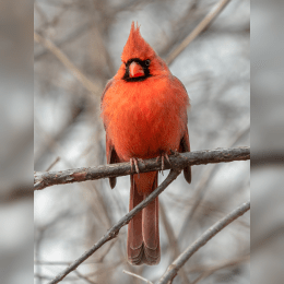 Northern Cardinal image