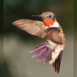 Ruby-throated Hummingbird Reviews | RateItAll