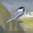 Black-capped Chickadee Reviews | RateItAll