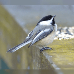 Black-capped Chickadee image