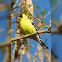 American Goldfinch image