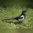 Eurasian Magpie Reviews | RateItAll