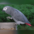 African Grey Parrot Reviews | RateItAll