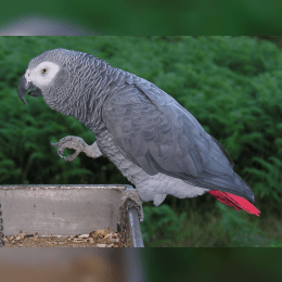 African Grey Parrot image