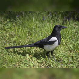 Eurasian Magpie image