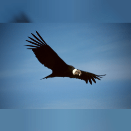 Andean Condor image