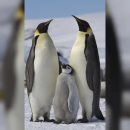 Emperor Penguin image